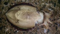 コウイカの釣果