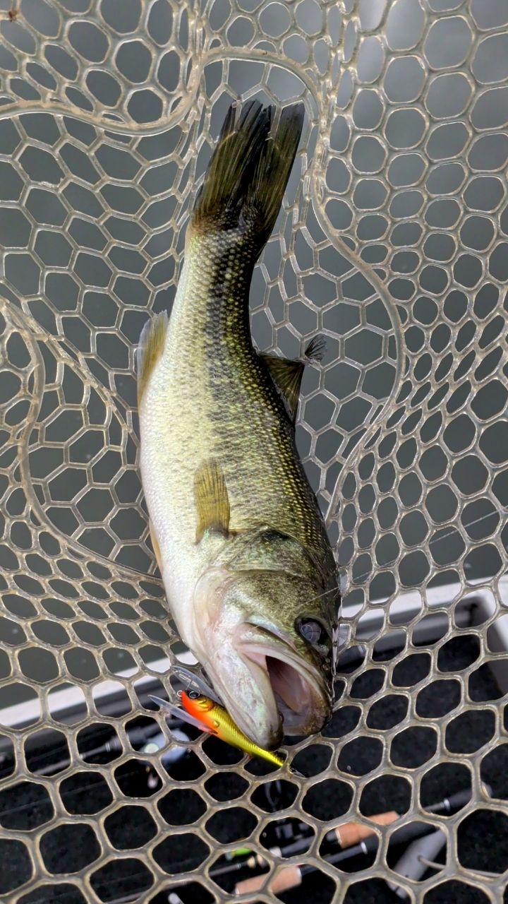 ラージマウスバス