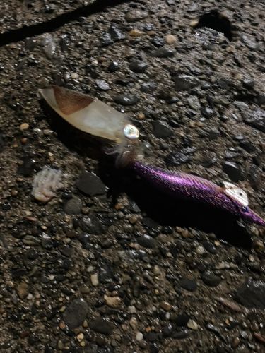 ヒイカの釣果