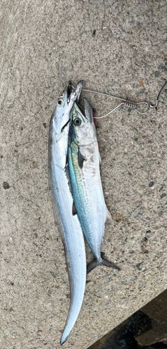 タチウオの釣果