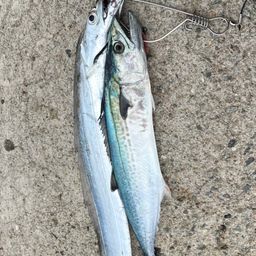 タチウオ