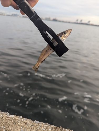 シロギスの釣果