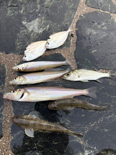 キスの釣果