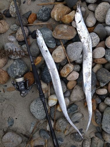 タチウオの釣果