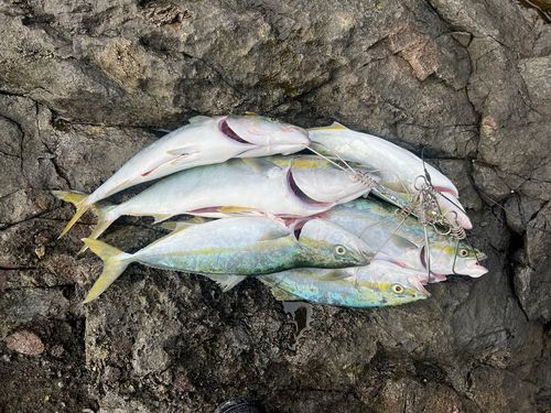 イナダの釣果