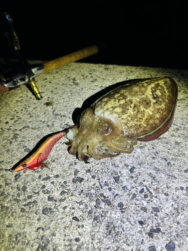 コウイカの釣果