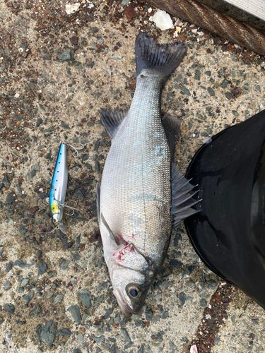 セイゴ（ヒラスズキ）の釣果