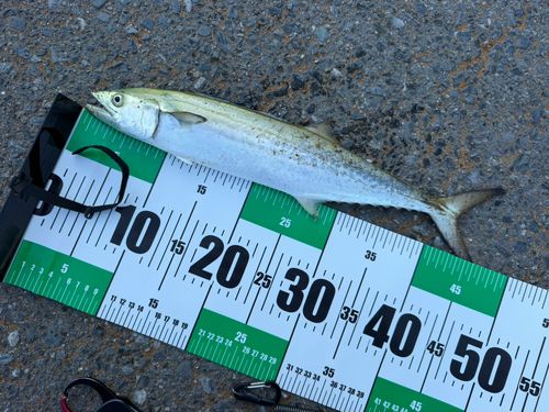 サゴシの釣果