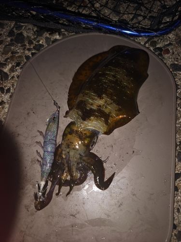 アオリイカの釣果