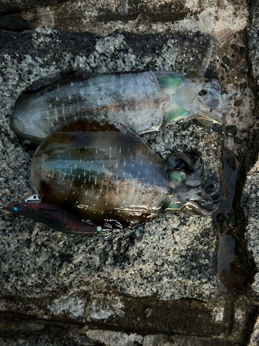 アオリイカの釣果