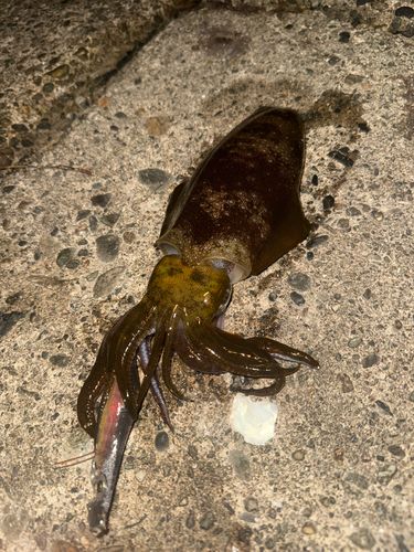 アオリイカの釣果