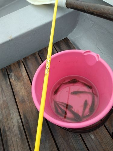 ハゼの釣果