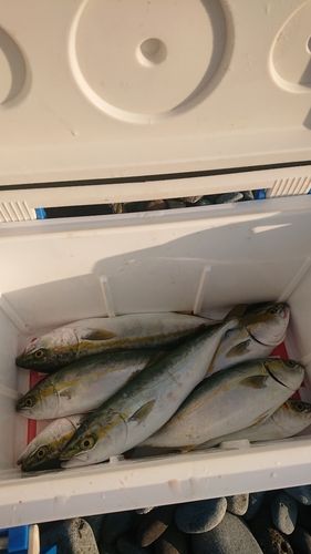 フクラギの釣果