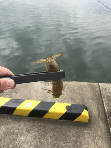 シャコの釣果