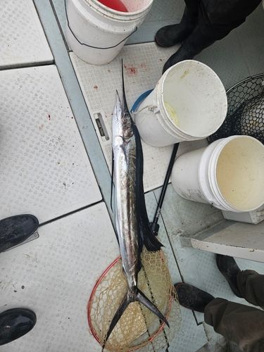 バショウカジキの釣果