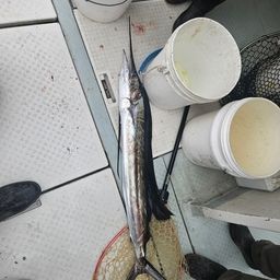 バショウカジキ