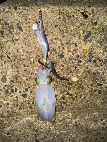 アオリイカの釣果