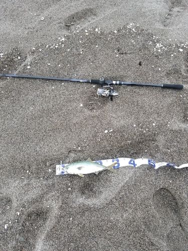 ワカシの釣果