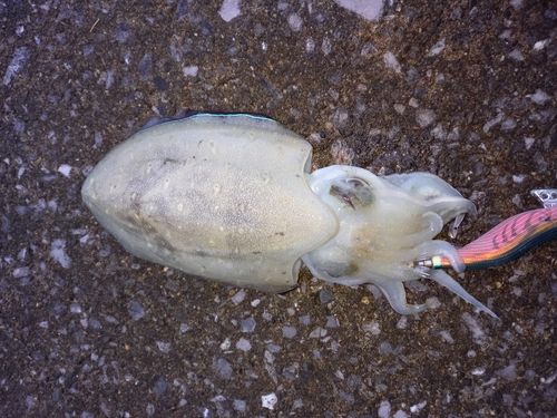 コウイカの釣果