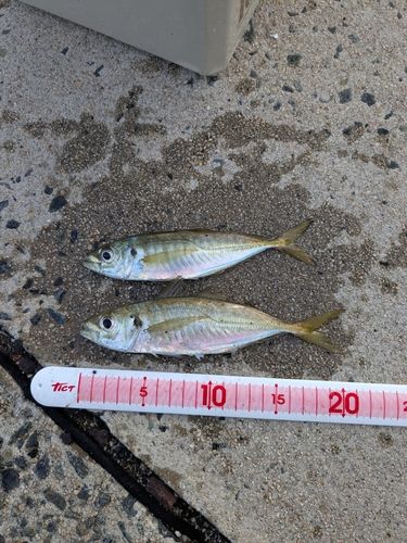 アジの釣果