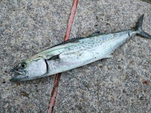 サゴシの釣果