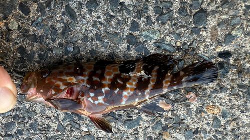 キジハタの釣果