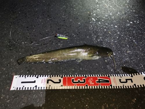ナマズの釣果