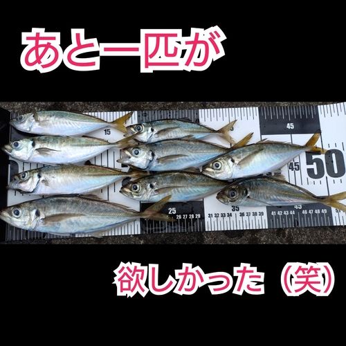 アジの釣果