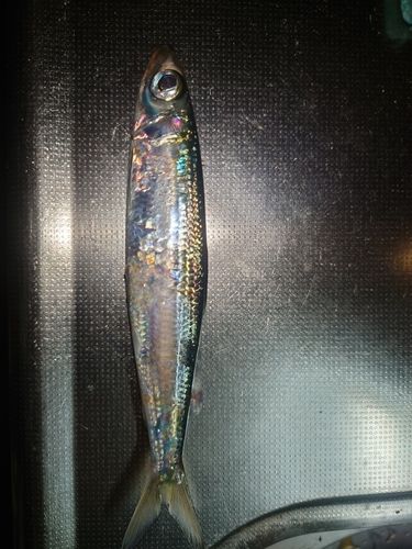 ウルメイワシの釣果