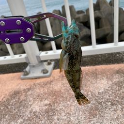 アナハゼ