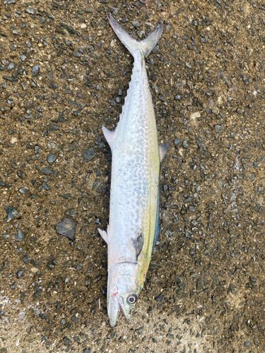 サゴシの釣果