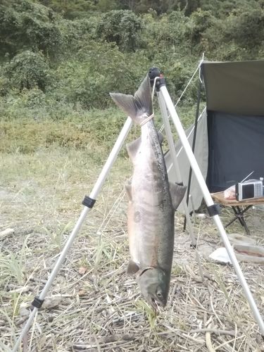 サケの釣果