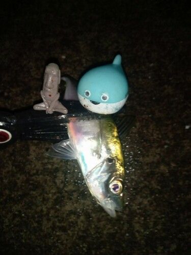 マアジの釣果