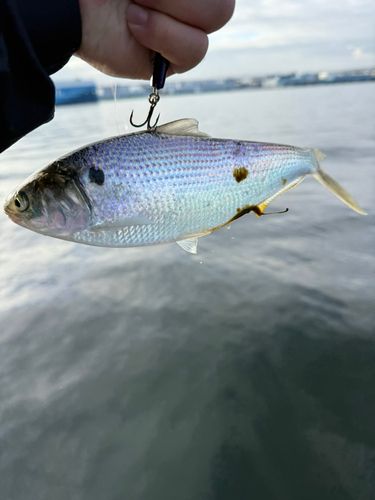 コノシロの釣果