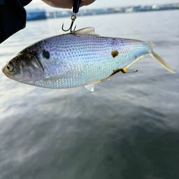 コノシロ