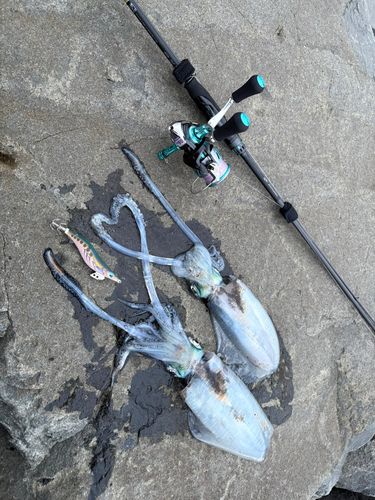 アオリイカの釣果