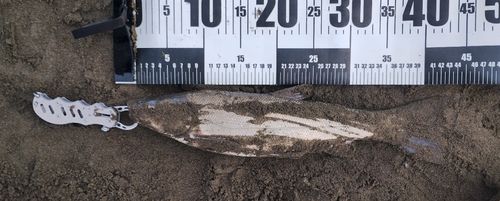 ウグイの釣果