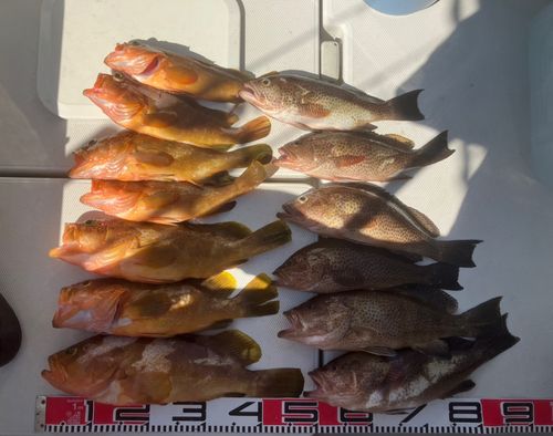 アコウの釣果