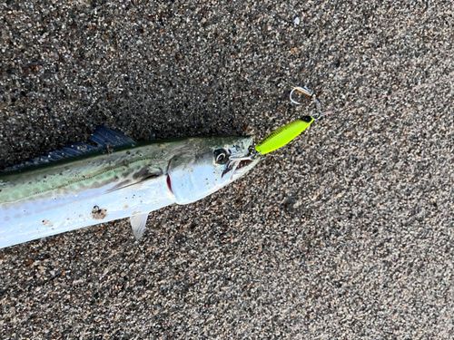 サゴシの釣果