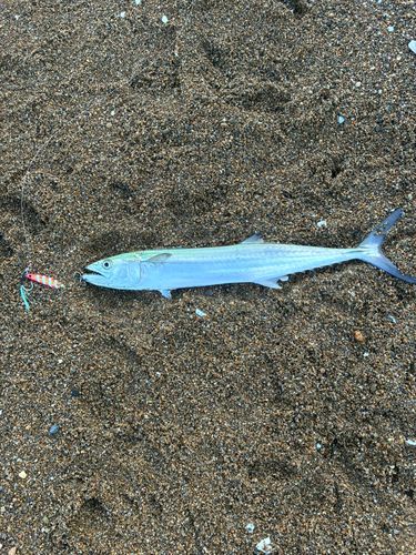 サゴシの釣果
