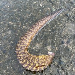 ウツボ