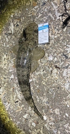 ミナミマゴチの釣果