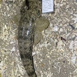 ミナミマゴチ