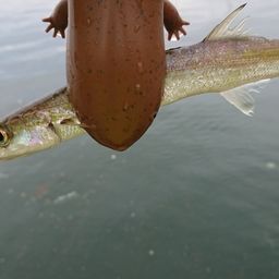 カマス