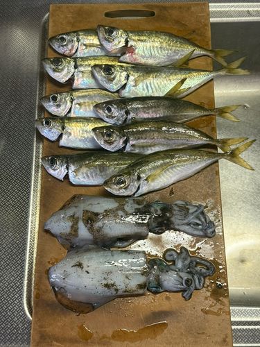 マアジの釣果