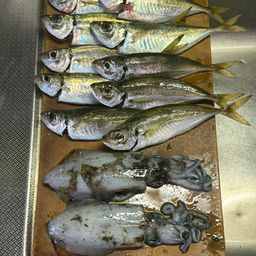 マアジ