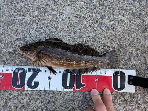 アイナメの釣果