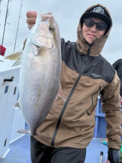 カンパチの釣果