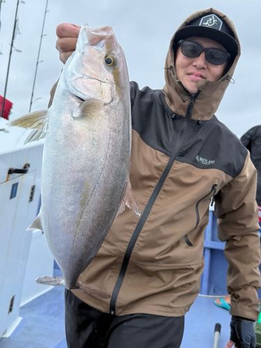 カンパチの釣果
