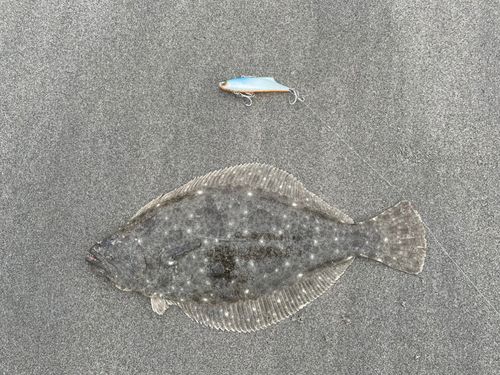 ソゲの釣果